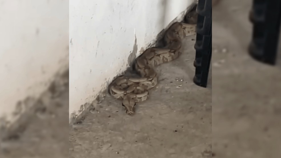 1 de 2
Jiboia &eacute; resgatada pela Defesa Civil em quintal de casa em Ja&uacute; &mdash; Foto: Defesa Civil/Reprodu&ccedil;&atilde;o