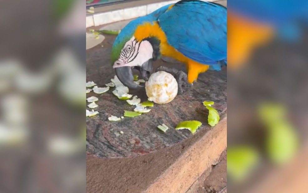 Arara-canind&eacute; &eacute; a mascote de Dolcin&oacute;polis (SP) &mdash; Foto: Arquivo pessoal