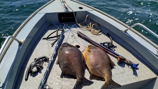 Homens flagrados em pesca de mergulho recebem multas de R$ 2,8 mil e ainda responderão por crime ambiental no Rio Paraná - Dois pacus capturados pelos pescadores, em Panorama (SP), tinham marcas de perfurações.