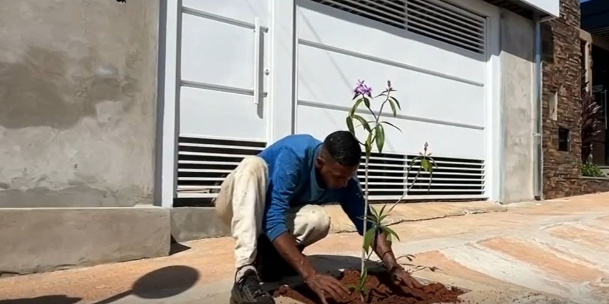 Programa 'Planta Aí' oferece plantio gratuito de árvores em calçadas de Marília; saiba como pedir
