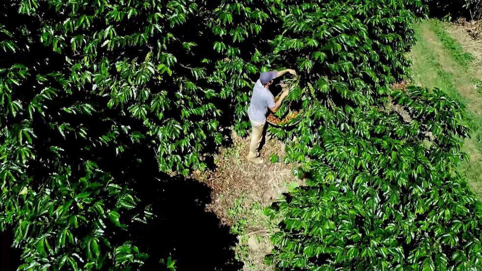 Colheita do café arábica começa no Espírito Santo e produção deve superar em mais de 1 milhão e meio a quantidade de sacas de 2023. — Foto: Ari Melo