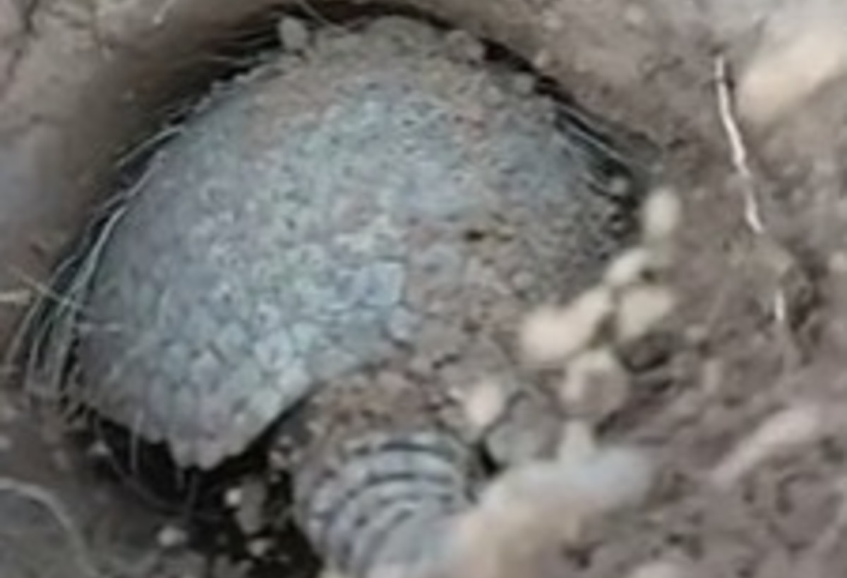 VÍDEO: Tatu-peba é flagrado cavando buraco para voltar para toca no Pantanal