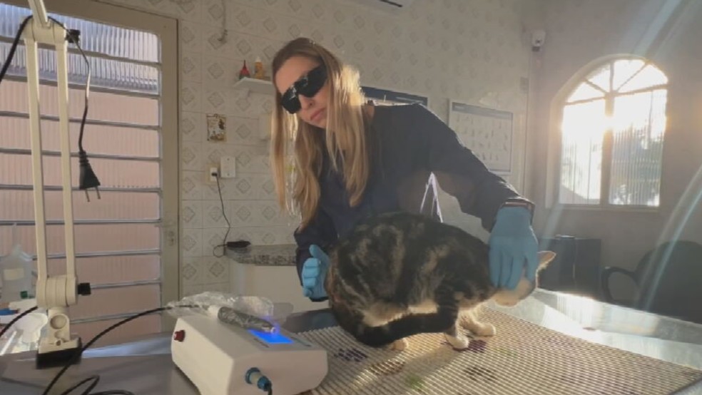 Veterinária Vanessa Passipieri, em Rio Preto (SP) — Foto: Reprodução/TV TEM