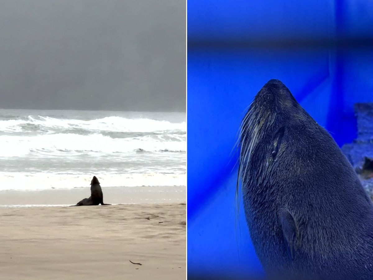 Filhote de lobo-marinho é filmado correndo durante resgate em praia do litoral de SP; VÍDEO