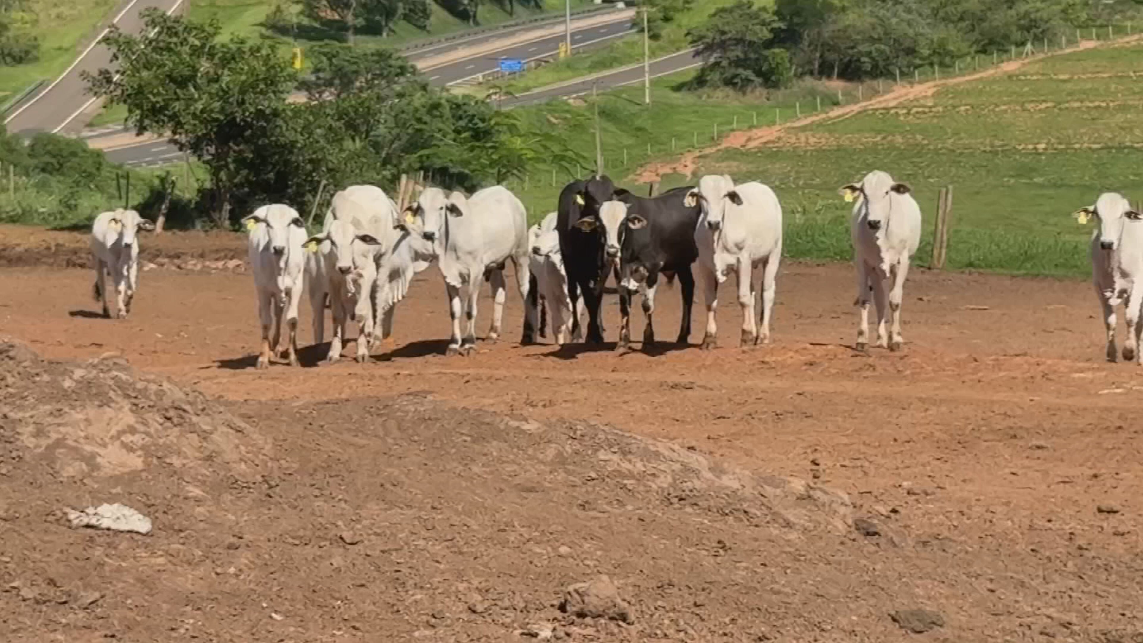 Oeste Paulista concentra maior rebanho bovino de SP e vira eixo estratégico da pecuária nacional