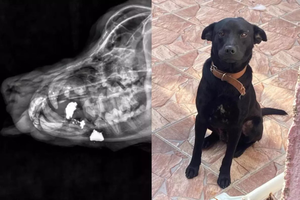Cachorro baleado em São Vicente perde dentes; raio-x mostra projéteis no maxilar