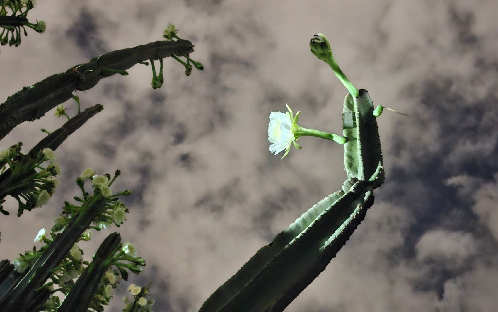 Raro fora do Nordeste, cacto gigante chama atenção de moradores em Ribeirão Preto, SP