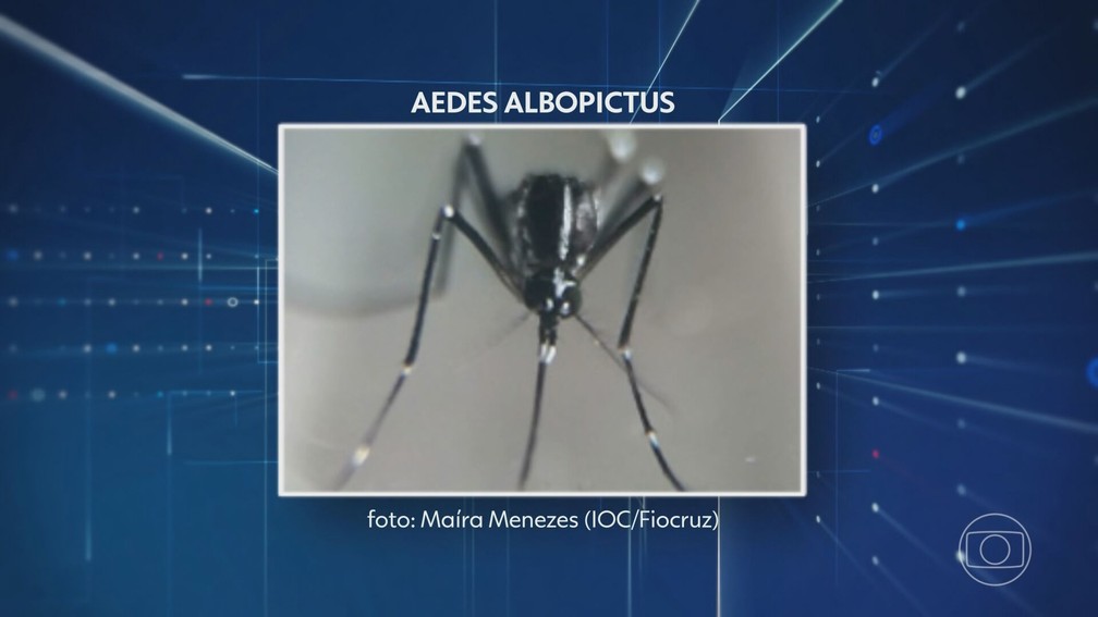 O mosquito aedes albopictus — Foto: JN