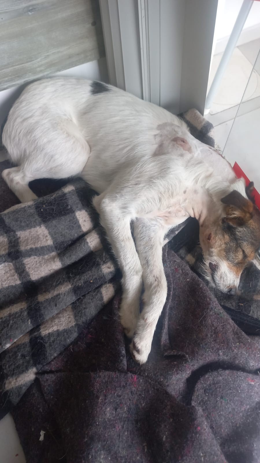 Cachorro é baleado três vezes no interior do RJ