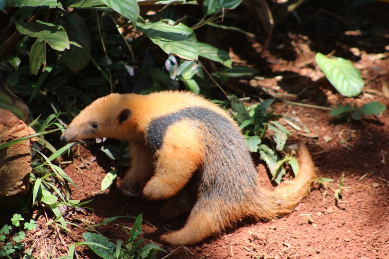 Scott é o nome escolhido para filhote de tamanduá-mirim do Zoológico de Brasília