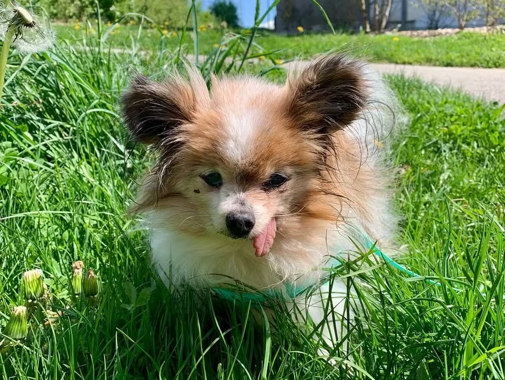 Cachorro 'mais velho do mundo' morre aos 30 anos na França