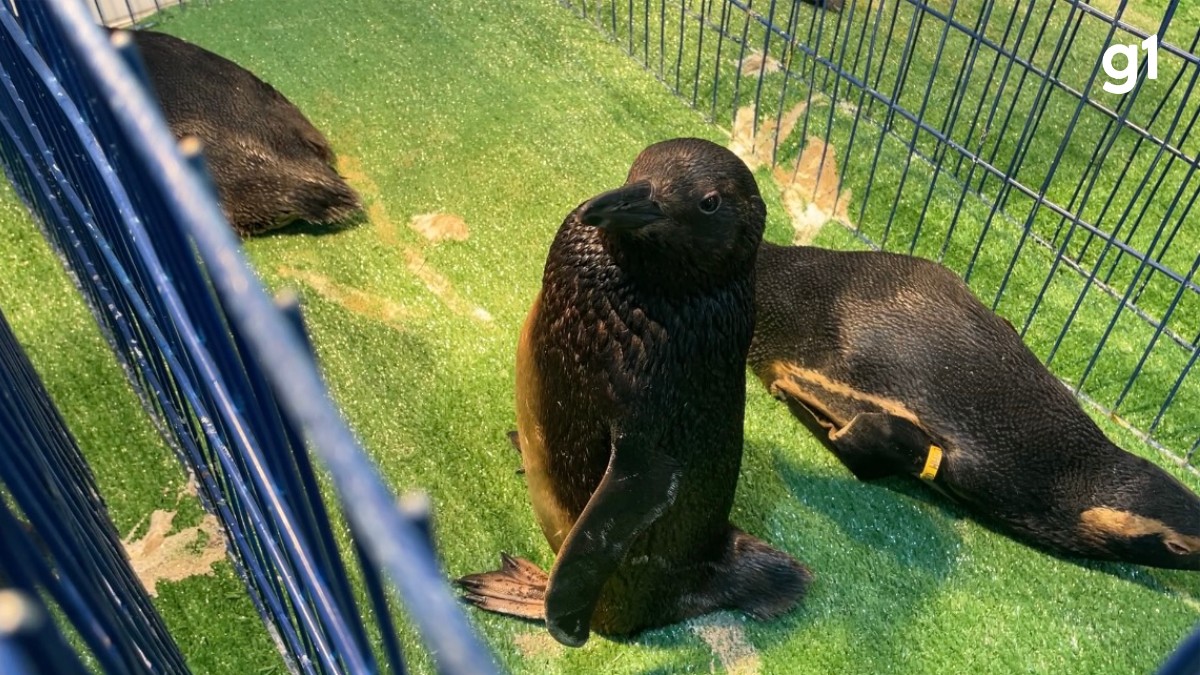 Pinguins são resgatados cobertos por óleo no RS; 18 animais 