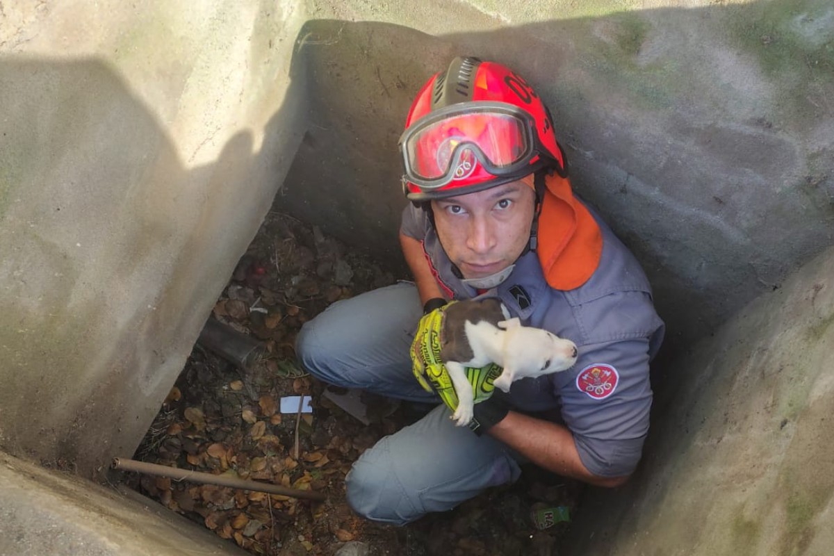 Após três dias desaparecido, filhote de cachorro é resgatado de bueiro por bombeiros em Caraguatatuba