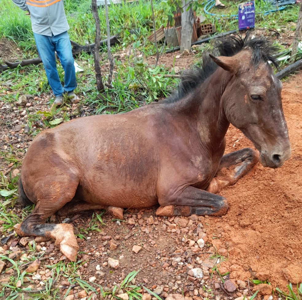Égua foi resgatada após cair em fossa na zona rural de Arcos — Foto: Corpo de Bombeiros/Divulgação