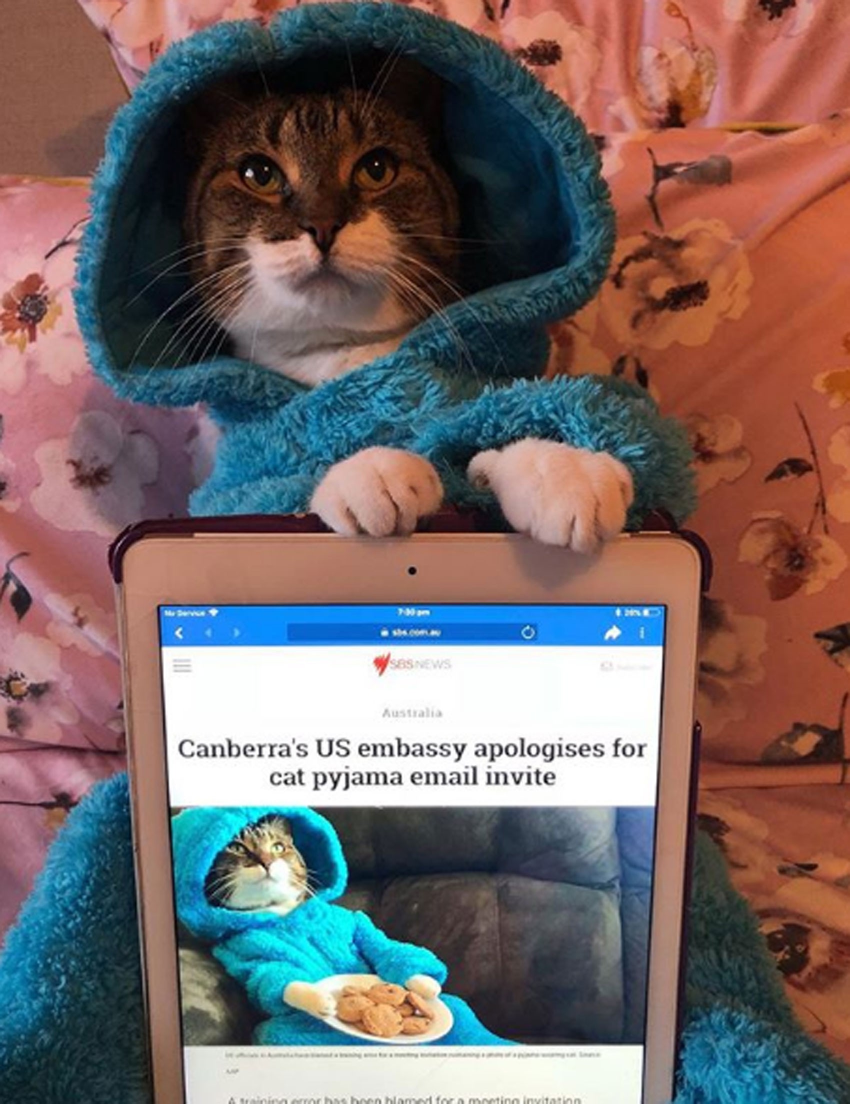 Embaixada dos EUA na Austrália envia e-mail com foto de gato fantasiado de Cookie Monster