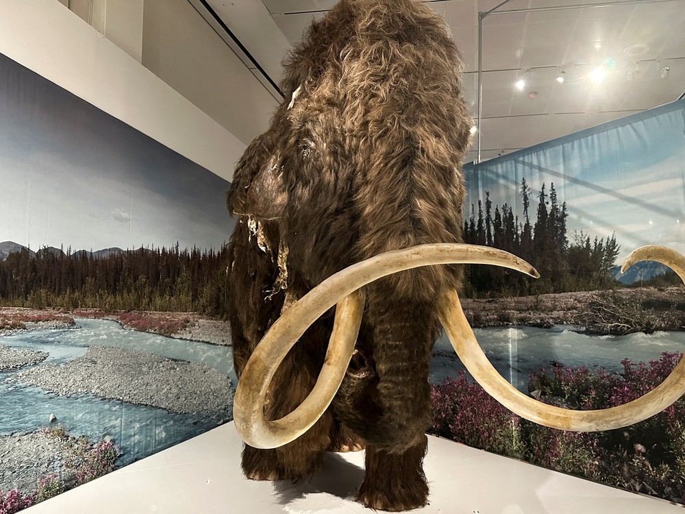 Estudo de DNA indica que povos pré-históricos priorizavam a caça de fêmeas de mamutes-lanosos
