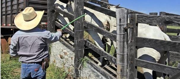 Polícia recupera 20 cabeças de gado furtado de fazenda em MT  