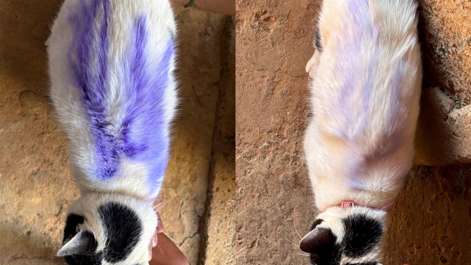 VÍDEO mostra gata sendo pichada com spray na porta de casa em Araxá; tutora se revolta