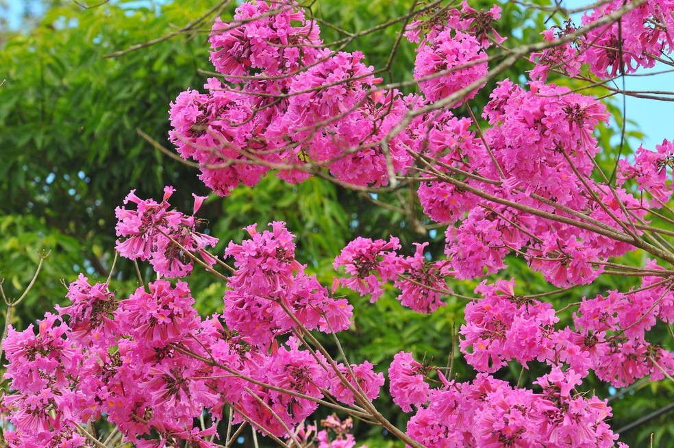 Ipê-rosa é o primeiro a florescer e transformar as paisagens, Terra da  Gente