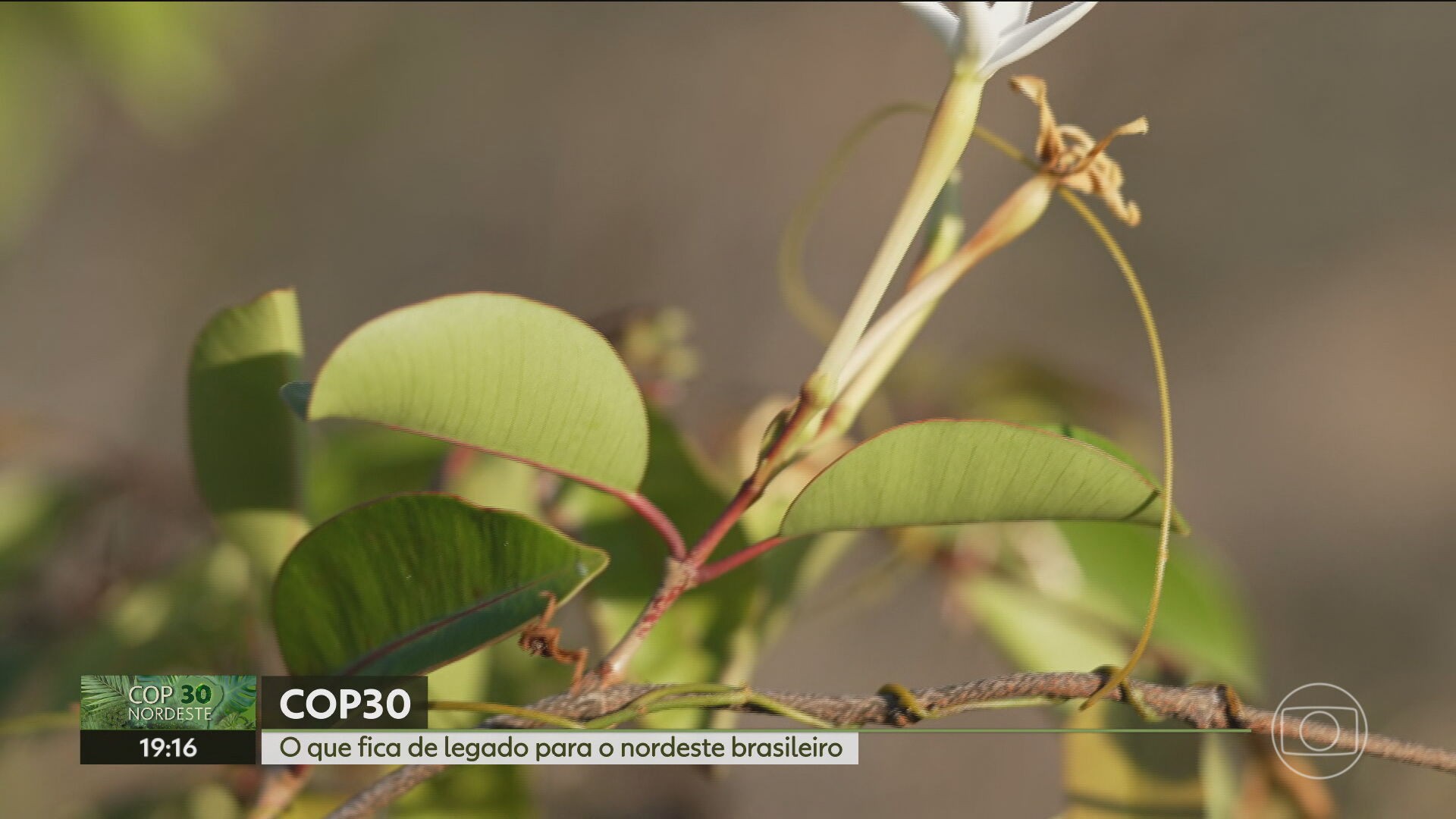 Você Não Tá Convidada pro Meu Bat Mitzvá!