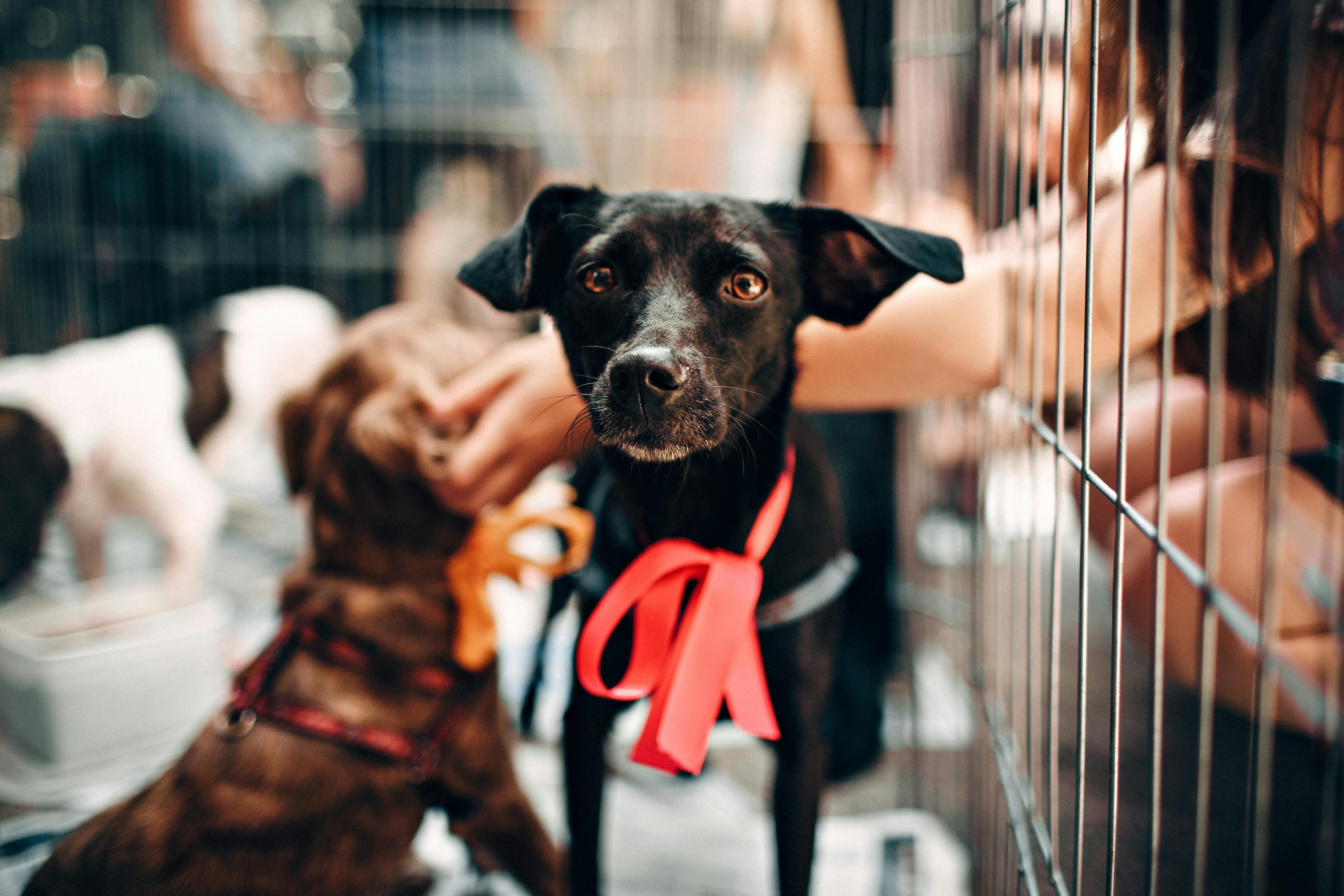 Adoção responsável começa no veterinário: segurança para pets e família