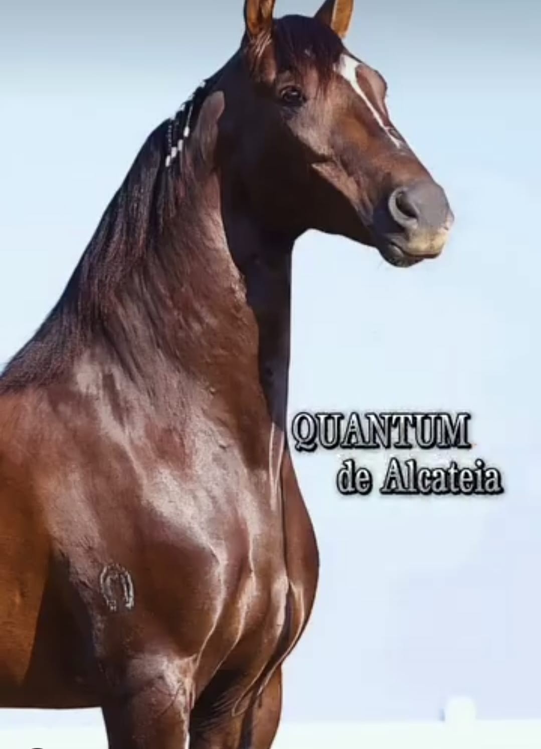 Cavalo de R$ 12 milhões morre em haras em AL e há suspeita de intoxicação por ração