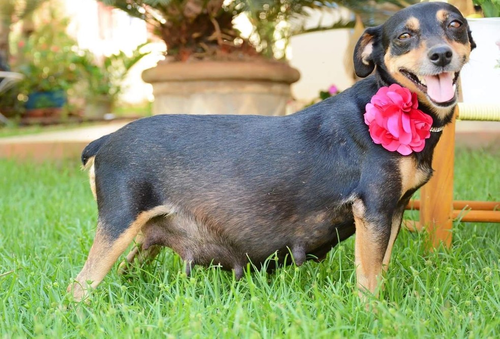 Um dos sinais para comprovar a gravidez em fêmeas é o aumento do volume das mamas — Foto: Pinterest