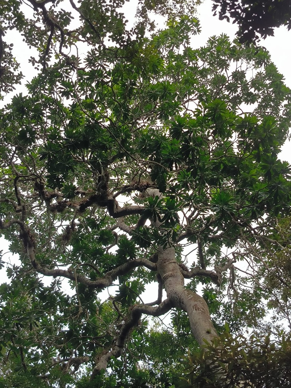 Árvore 'raríssima' que não era vista há mais de 50 anos em SP e com potencial medicinal é encontrada na Mata Atlântica em Ubatuba — Foto: José Ataliba