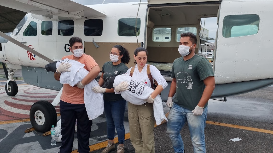 Instituto Bicho D'água realiza resgate de peixes-boi em Santarém e Monte Alegre, no Oeste do Pará