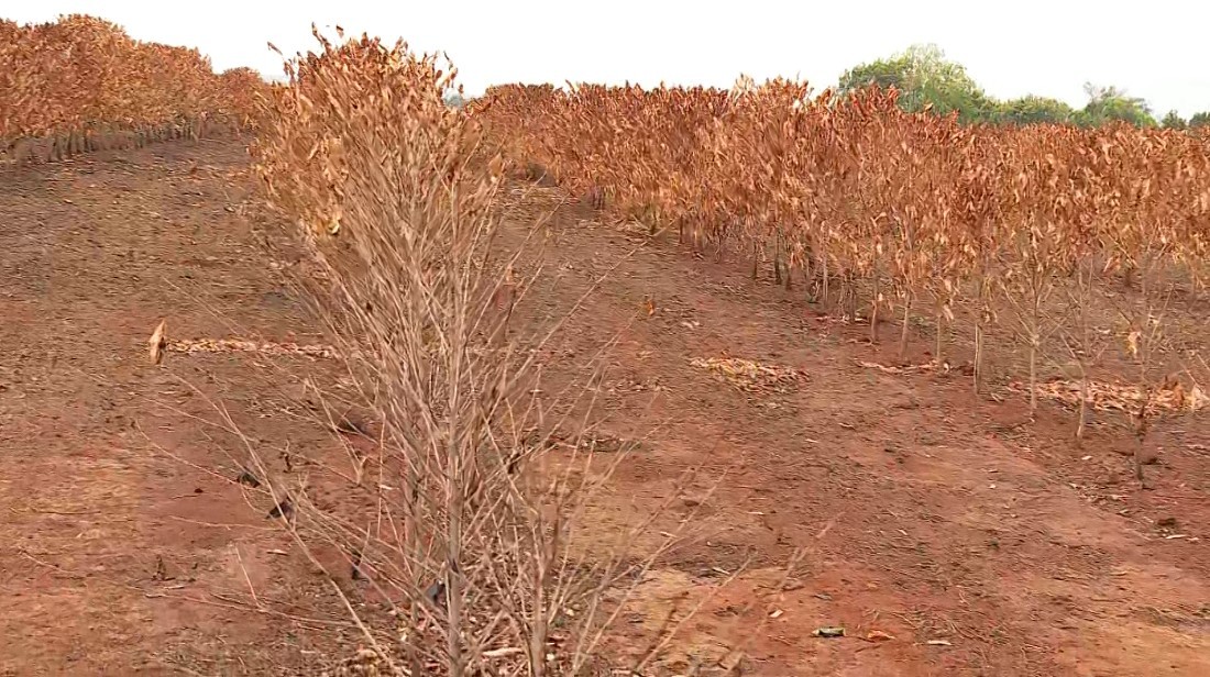 Cafeicultor perde plantação de 3 anos em incêndio no interior de SP e estima prejuízo de R$ 500 mil