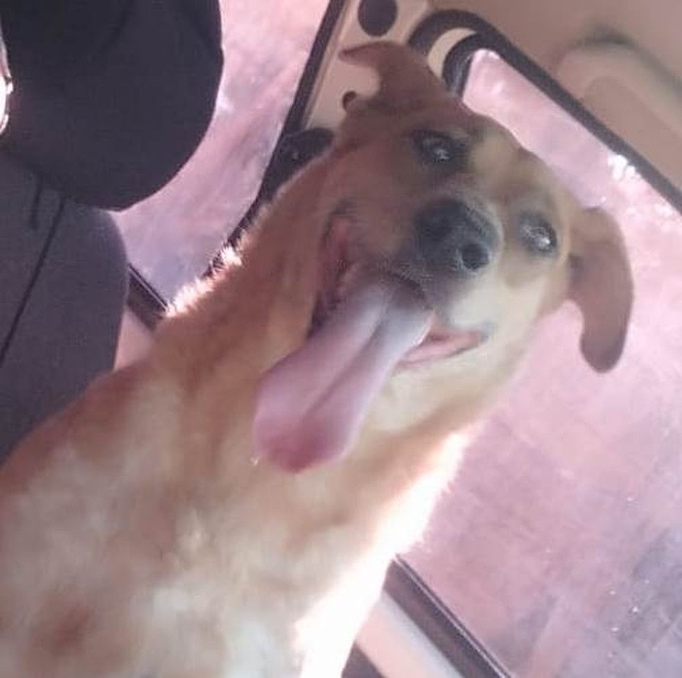 Cachorra Suzy após o resgate em Vargem Grande do Sul  — Foto: Arquivo pessoal