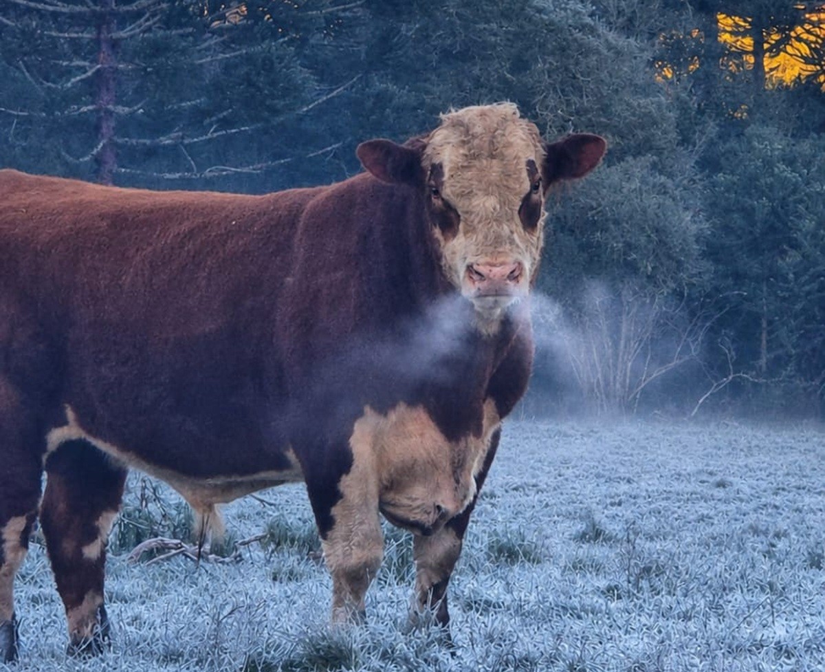 Vegetação coberta de gelo e mínima de -9°C marcam amanhecer na Serra de SC; VÍDEO