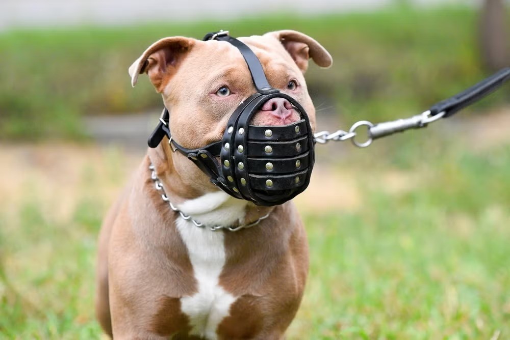 Em Macapá, lei obriga uso de focinheira para cães considerados perigosos