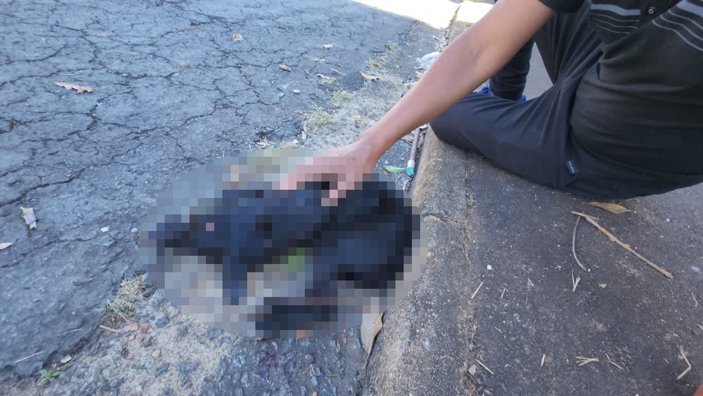 Cão que foi vítima do ataque em Limeira — Foto: Wagner Morente