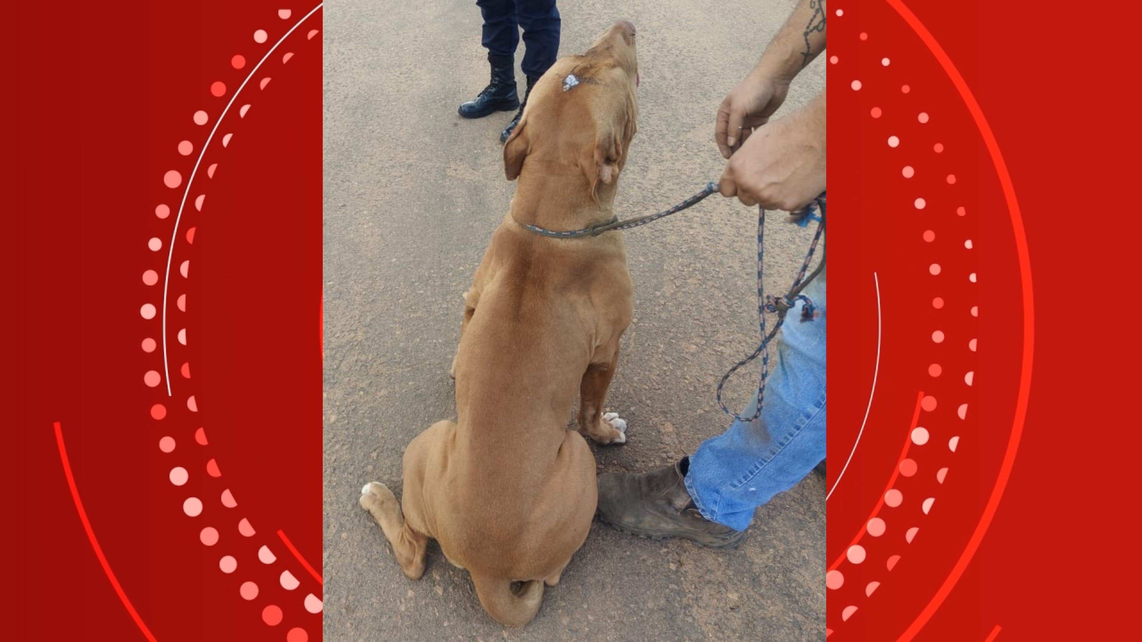 Pitbull leva tiro na cabeça e é abandonado em Vilhena, RO: 'milagrosamente está vivo'