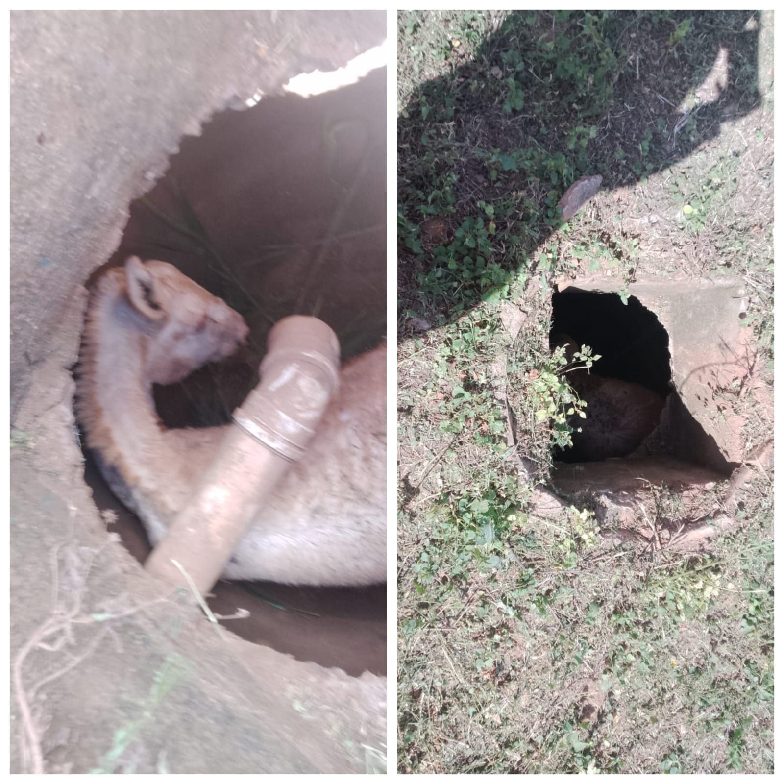 Bombeiros e policiais penais resgatam jumento que caiu em bueiro em frente a presídio em Francisco Sá