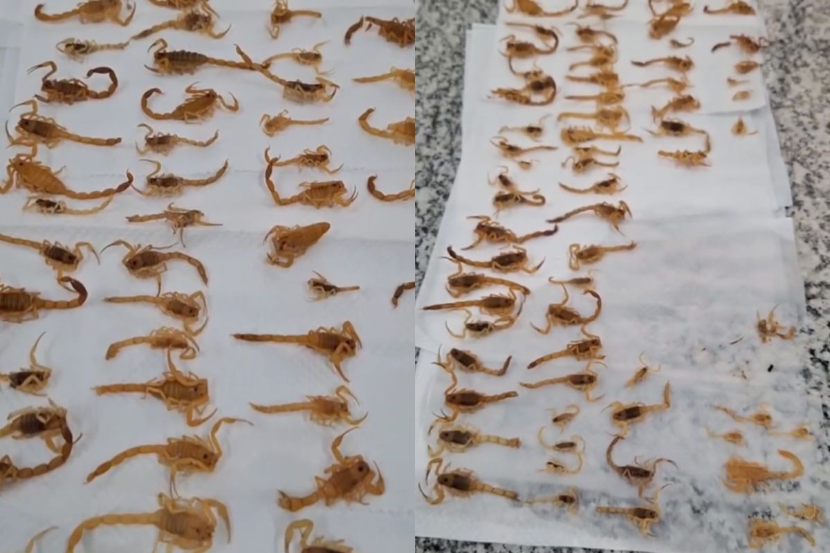 Dedetização encontra cerca de 100 escorpiões em residência de MS