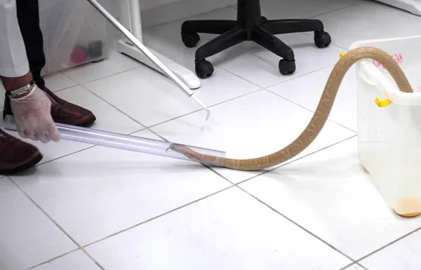 Cobra semelhante à naja é encontrada em Balneário Camboriú - NSC Total