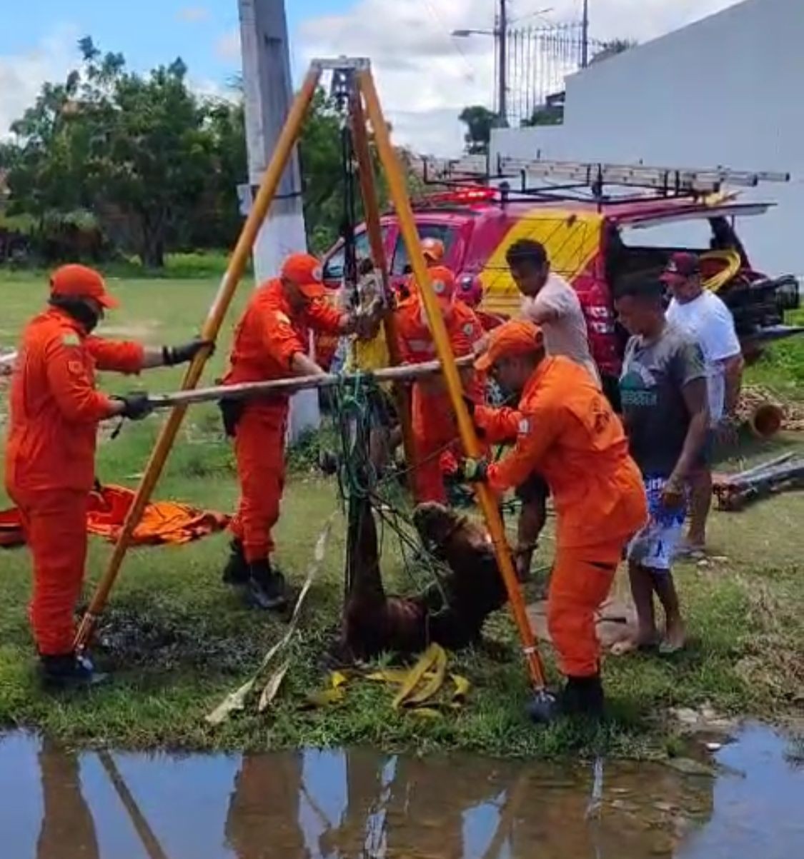 Vídeo: cavalo é resgatado após cair em bueiro na cidade de Parnaíba, litoral do Piauí