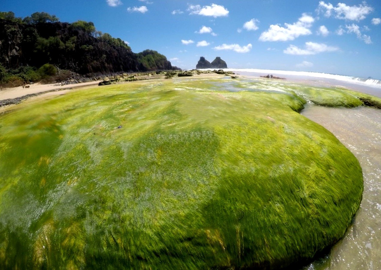 Estudo investiga relação entre poluição e intoxicação por peixes em Fernando de Noronha
