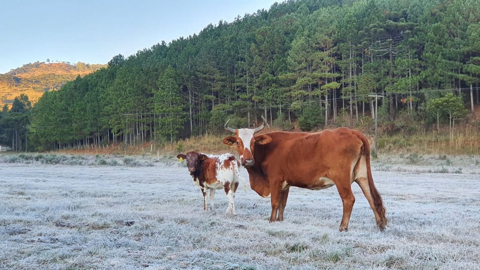 Sexta-feira começou com geada e frio intenso em SC — Foto: Mycchel Legnaghi/São Joaquim Online