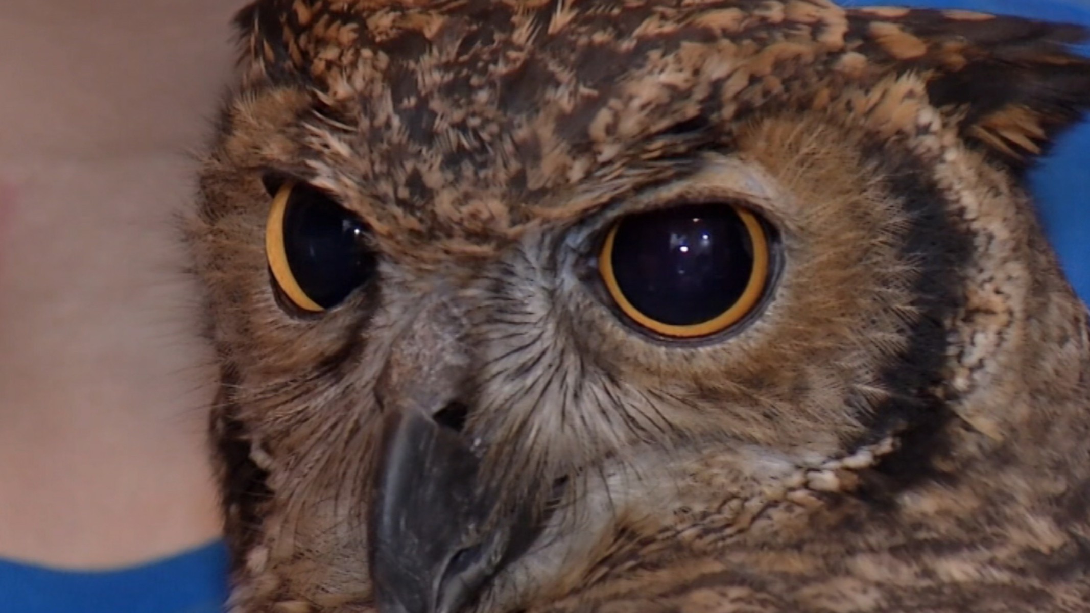 Professor cria corujas e gavião em apartamento de Poá
