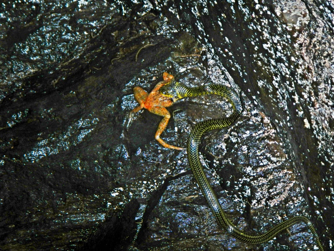 Fotógrafo flagra jabutibóia se alimentando de rã em cachoeira no interior de SP; FOTOS