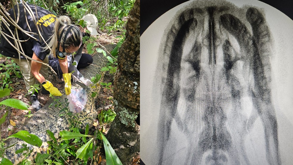 Perícia realizada no local e raio-x que mostra a integridade da cabeça da cobra. — Foto: Reprodução