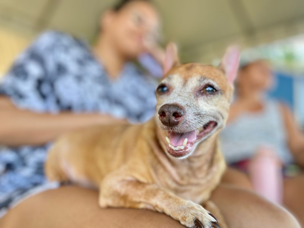 Programa de atendimento veterinário gratuito começa nesta semana no Ceará — Foto: Divulgação/Sepa