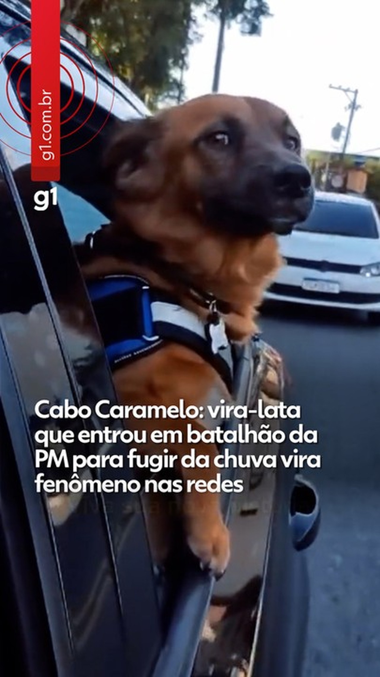 Cabo Caramelo: vira-lata que entrou em batalhão da PM para fugir da chuva vira mascote e fenômeno nas redes