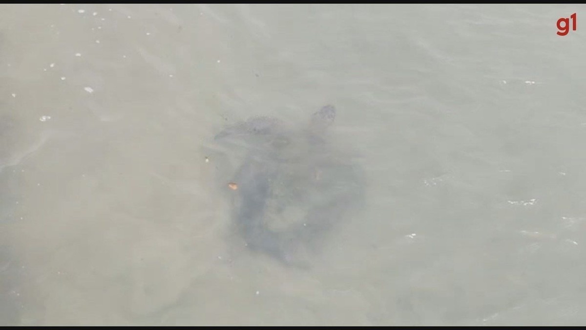 Tartarugas são flagradas nadando em canal de Santos