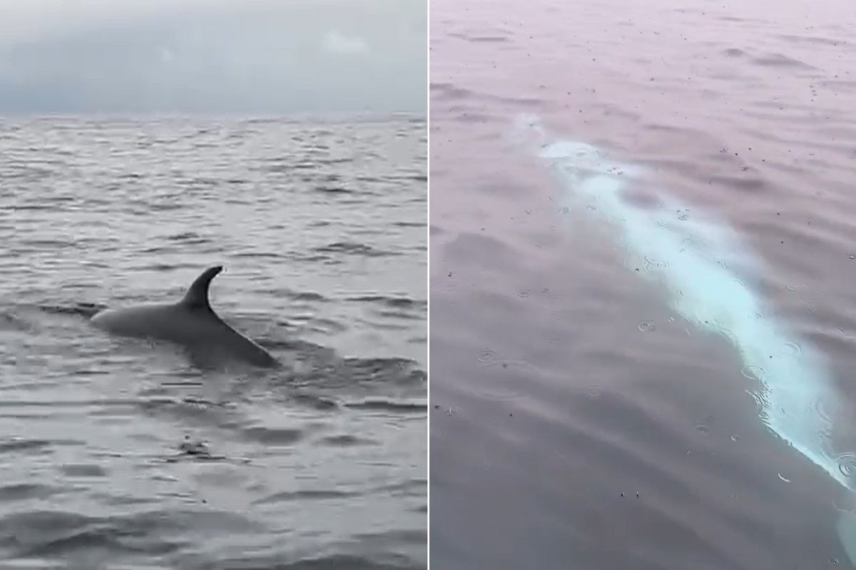 Baleia surpreende pescadores ao nadar ao lado de barco na Baía de Santos, SP; VÍDEO