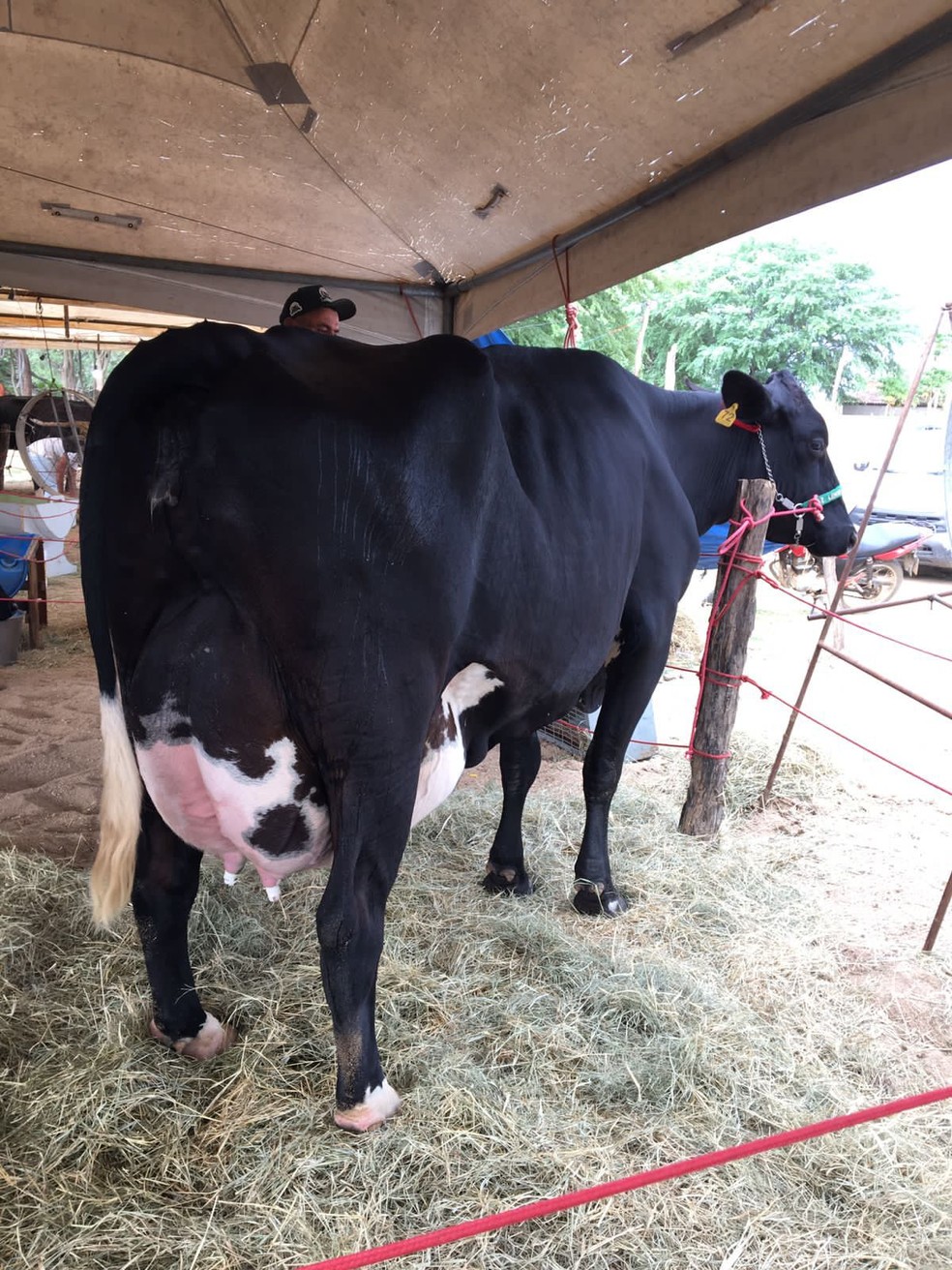 Vaca "Esmeralda" tem tratamento de atleta no Agreste de Pernambuco. — Foto: Divulgação / Organização do Torneio