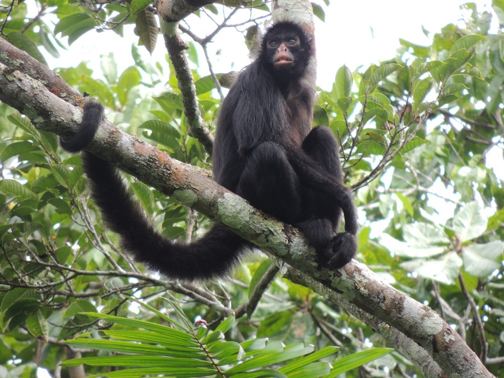 Macaco-aranha-preto-de-cara-preta Da Espécie Ateles Champek Foto
